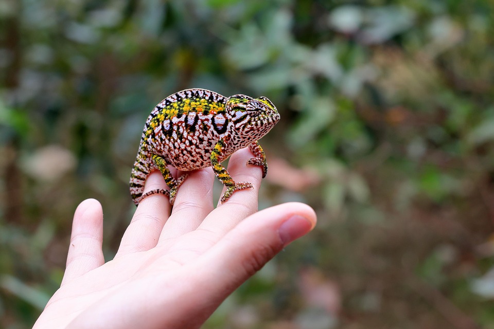Rekomendasi Hewan Reptil untuk Peliharaan
