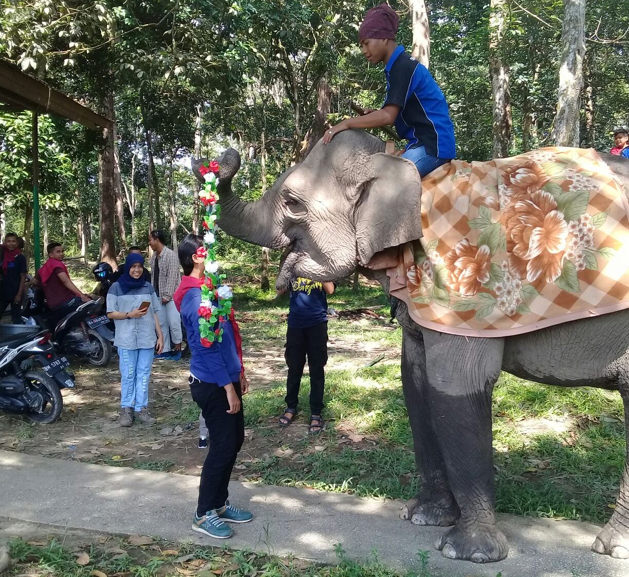 5 Destinasi Wisata Gajah di Indonesia